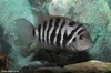 Convict Cichlid - Cichlasoma nigrofasciatum syn. Amatitlania nigrofasciata