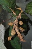 Giant Prickly Stick Insect or Macleay's Spectre - Extatosoma tiaratum