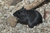 Mongolian Jird or Mongolian Gerbil (color variation) - Meriones unguiculatus f. domestica