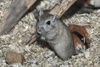 Mongolian Jird or Mongolian Gerbil (color variation) - Meriones unguiculatus f. domestica