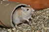 Mongolian Jird or Mongolian Gerbil (color variation) - Meriones unguiculatus f. domestica