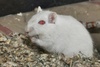 Mongolian Jird or Mongolian Gerbil (color variation) - Meriones unguiculatus f. domestica