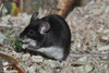 House Mouse or Fancy Mouse (color variation) - Mus musculus f. domestica