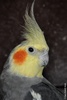 Cockatiel - Nymphicus hollandicus