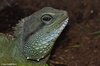 Chinese Water Dragon - Physignathus cocincinus