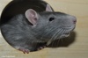 Coloured Rat - Rattus norvegicus f. domestica