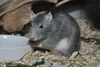 Coloured Rat - Rattus norvegicus f. domestica