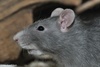 Coloured Rat - Rattus norvegicus f. domestica