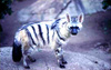 Aardwolf