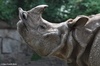 Indian Rhinoceros - Rhinoceros unicornis