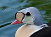 King Eider - Somateria spectabilis