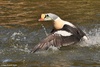 King Eider - Somateria spectabilis