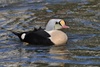 King Eider - Somateria spectabilis