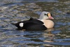 King Eider - Somateria spectabilis