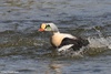 King Eider - Somateria spectabilis