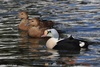 King Eider - Somateria spectabilis