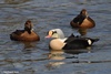 King Eider - Somateria spectabilis