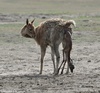 Vicuña or Vicugna - Vicugna vicugna syn. Lama vicugna