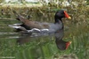 Common Moorhen - Gallinula chloropus