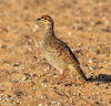 Grey Francolin - Francolinus pondicerianus