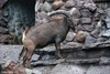 East Caucasian Tur or Ibex - Capra cylindricornis