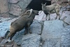 East Caucasian Tur or Ibex - Capra cylindricornis