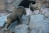 East Caucasian Tur or Ibex - Capra cylindricornis