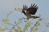 Hooded Crow - Corvus cornix