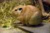 Atlas Gundi - Ctenodactylus gundi