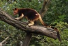 Goodfellow's Tree Kangaroo - Dendrolagus goodfellowi