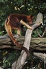 Goodfellow's Tree Kangaroo - Dendrolagus goodfellowi