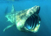 Basking shark (Cetorhinus maximus)