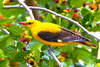 Eurasian golden oriole (Oriolus oriolus)