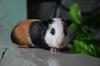 my cute guinea pig