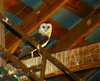 Barn owl (Tyto alba)