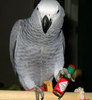 African Grey Parrots for a new home.