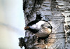 Nest building Chicadee