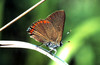 Coral Hairstreak Butterfly -- Satyrium titus