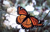 Viceroy Butterfly - Limenitis archippus