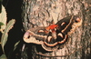 Cecropia Moth