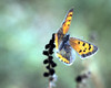 American Copper Butterfly