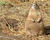 Prairie Dog