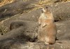 Prairie Dog