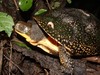 Blanding's Turtle