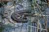 Northern Water Snake