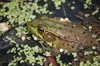 Green Frog