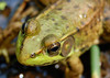 Green Frog