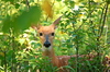 Whitetail Deer Fawn