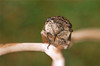 Cicada facial detail