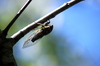 Cicada